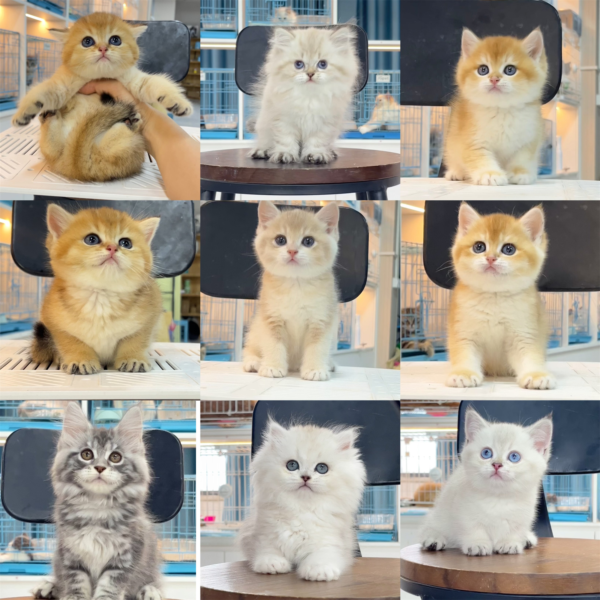 （皮皮家）活体猫咪全款链接