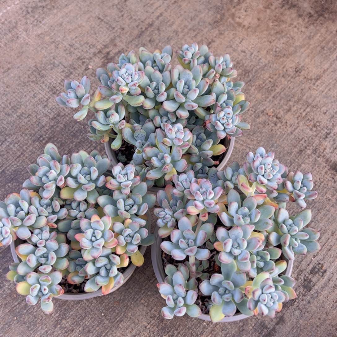 汤姆漫画散装带盆土两盆