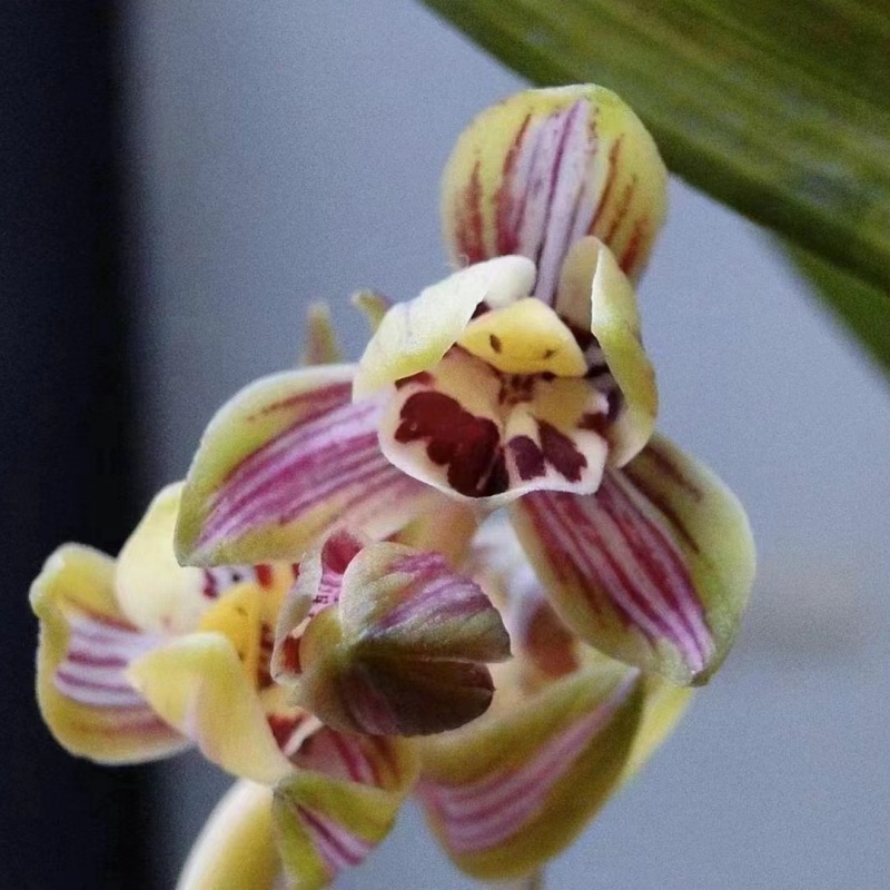 建兰浓香好养型兰花 中华锦荷 （7月—12月带花苞）室内绿植花卉