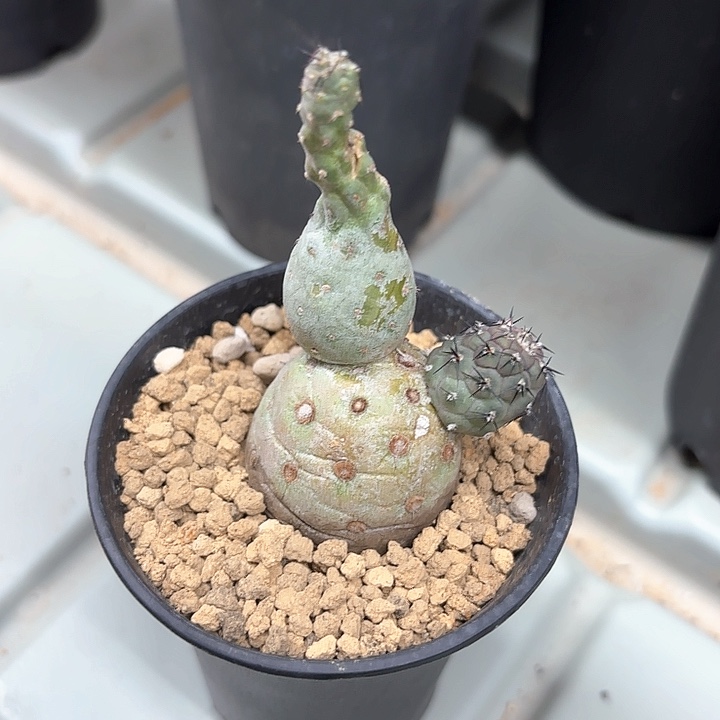 774-0206多肉广东现货