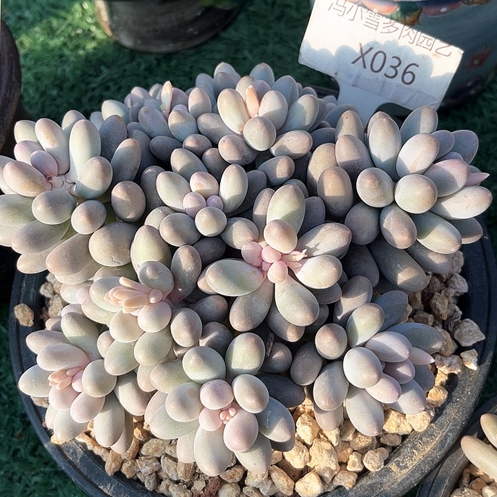 我是第一百个为妖刀应援滴打酱油