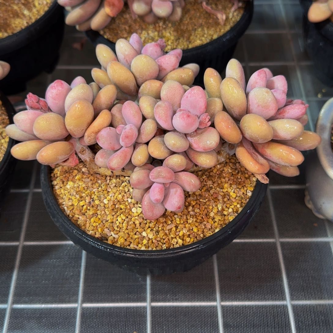 从前慢花园精选多肉亚美奶酪