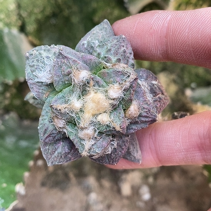 三角接紫姬哥怒牡丹