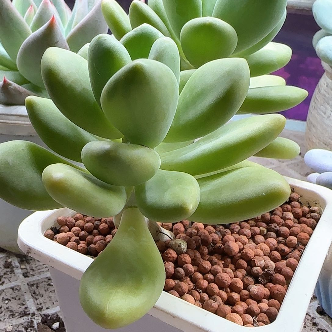 芒果奶锦，多肉植物