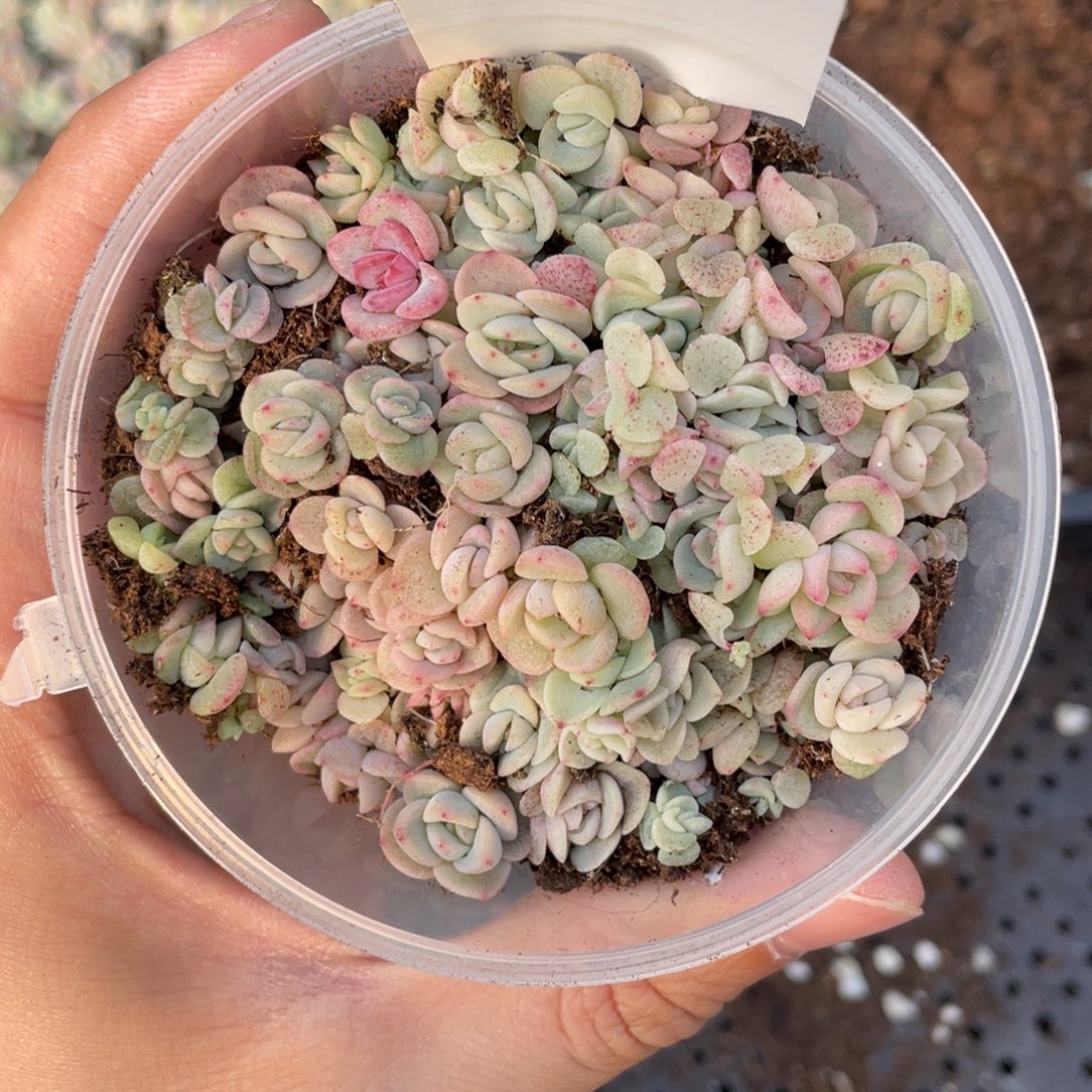 53 梦泊播种切糕苗苗。