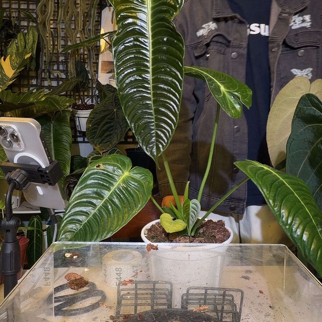 完全开放F445 火鹤王