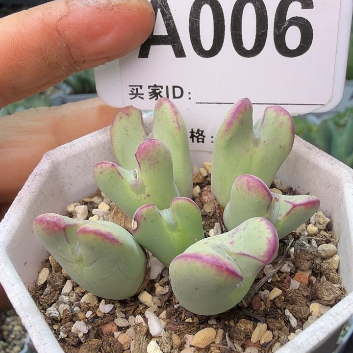 006。满38包邮肉锥