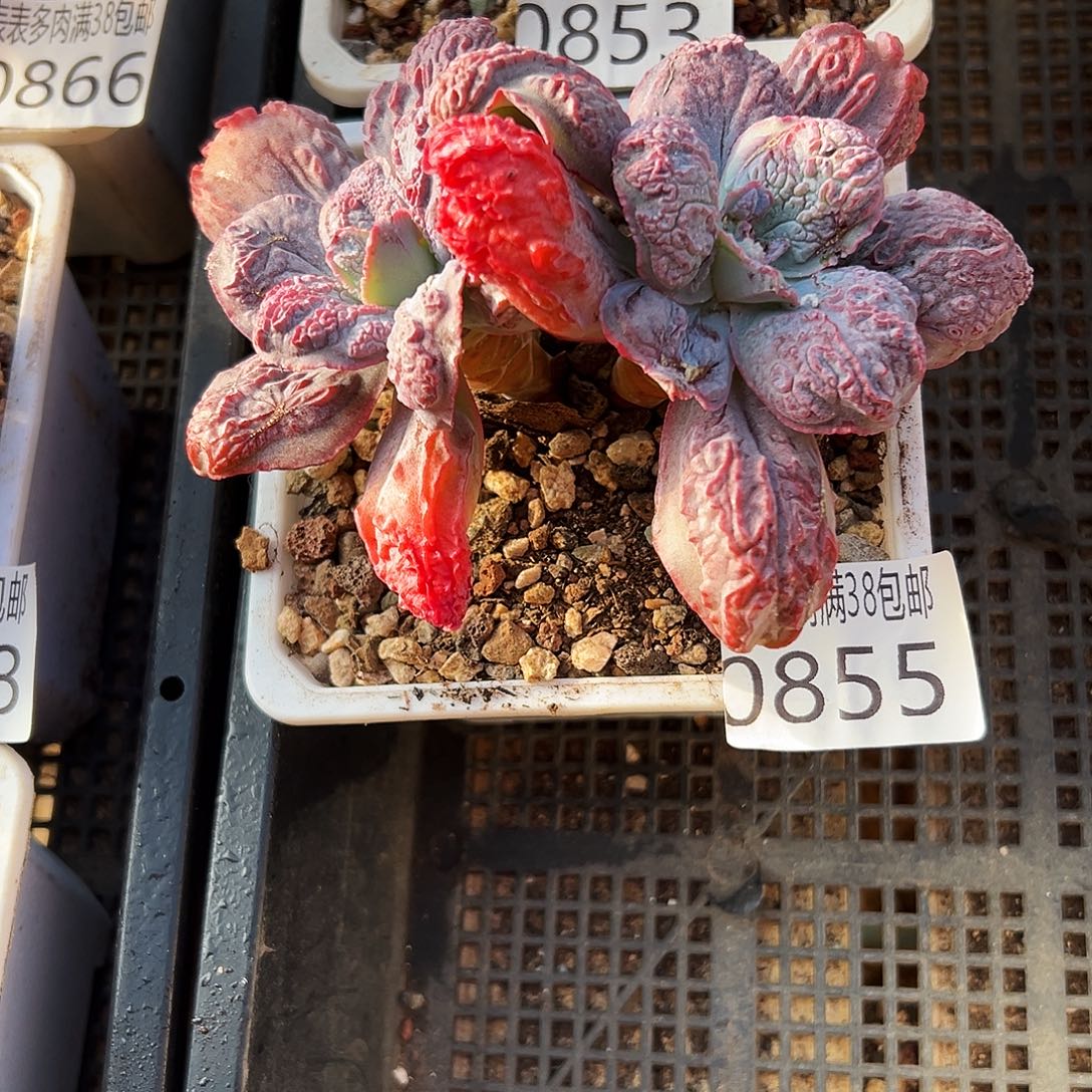 无花朵多肉一物一拍植物0855