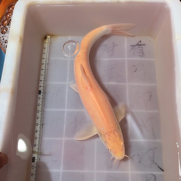 蝴蝶鲤鱼渔场直发14