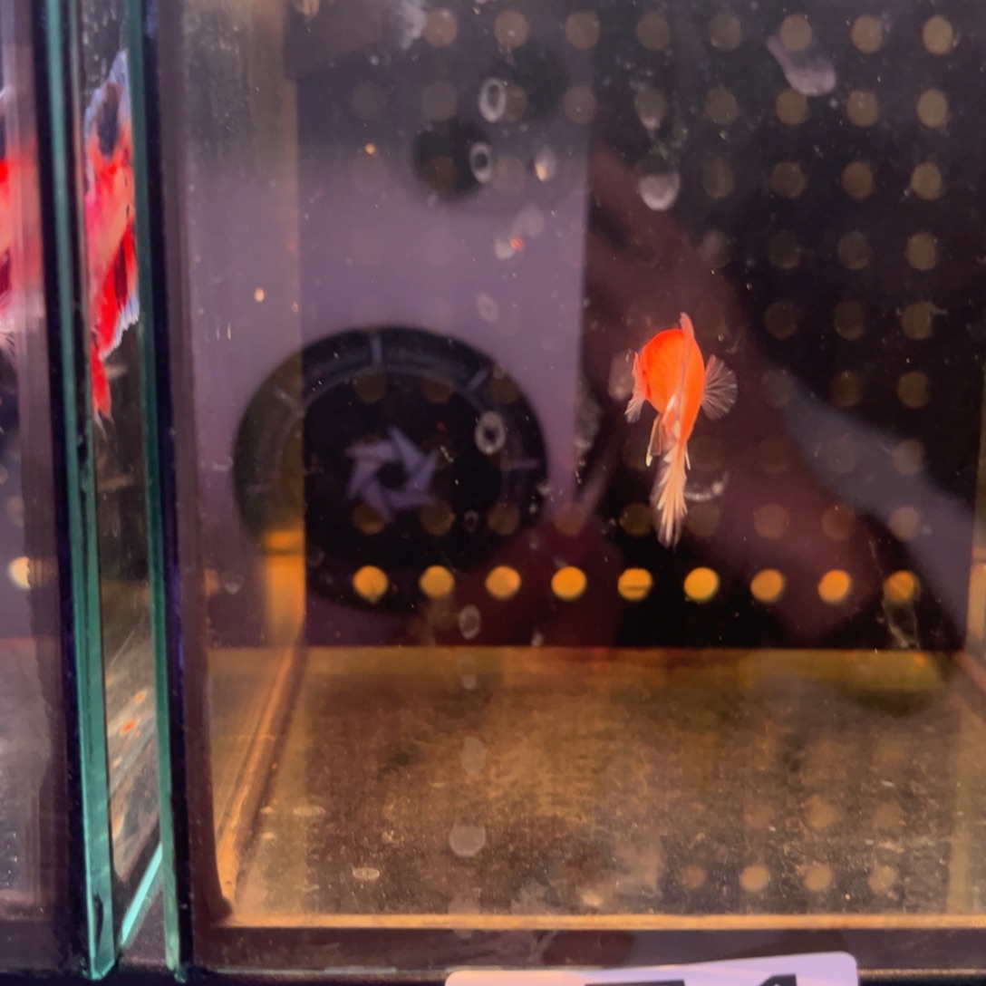 斗鱼泰国斗鱼74号