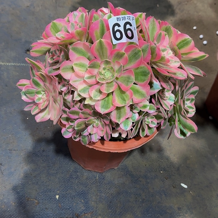 0000000000000661粉女巫