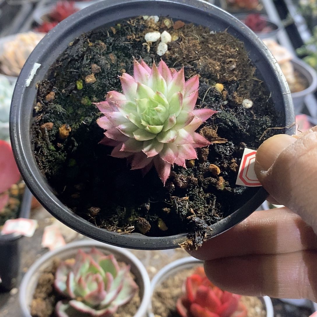 A826精美多肉长生草白覆轮锦