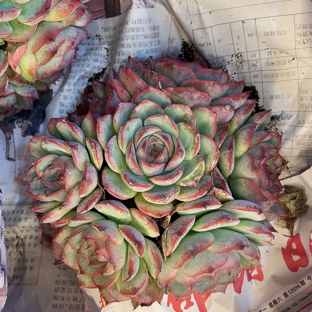 侧影一物一拍28包邮非偏远
