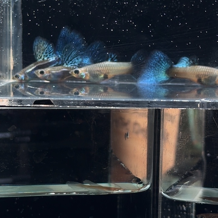 孔雀鱼蓝草大背2对送一对备损