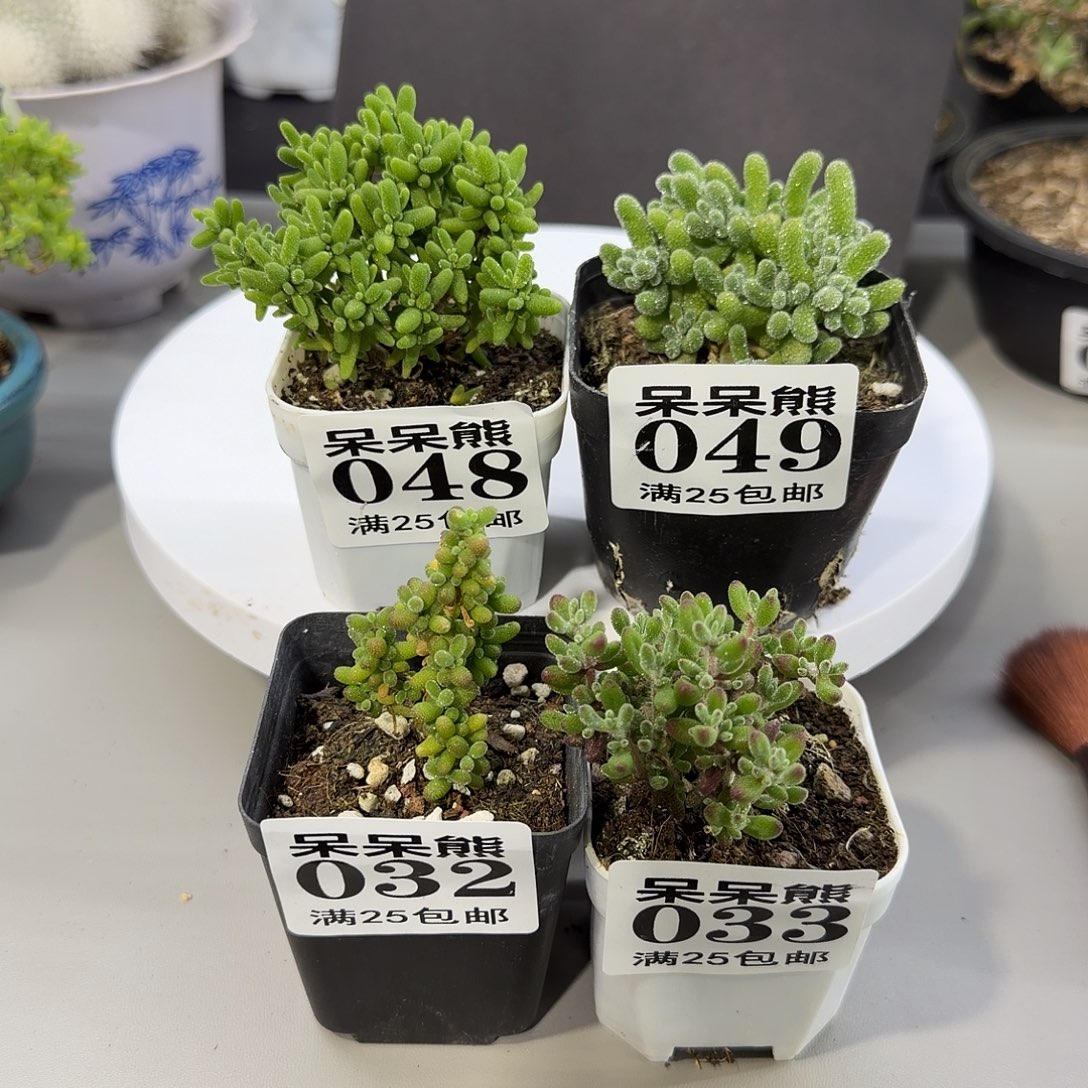 闪电购花卉四盆组合