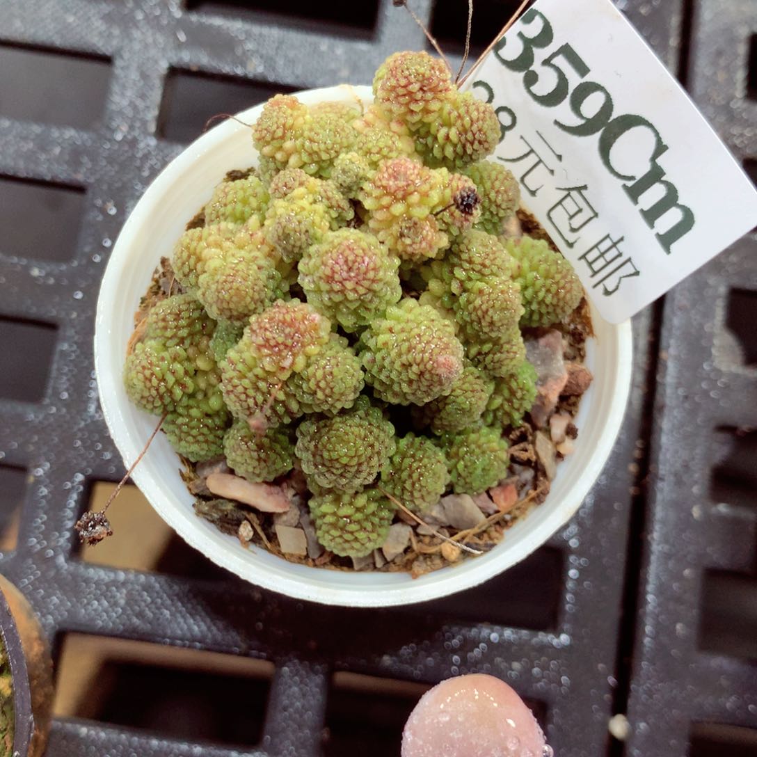 5厘米盆精控多肉359