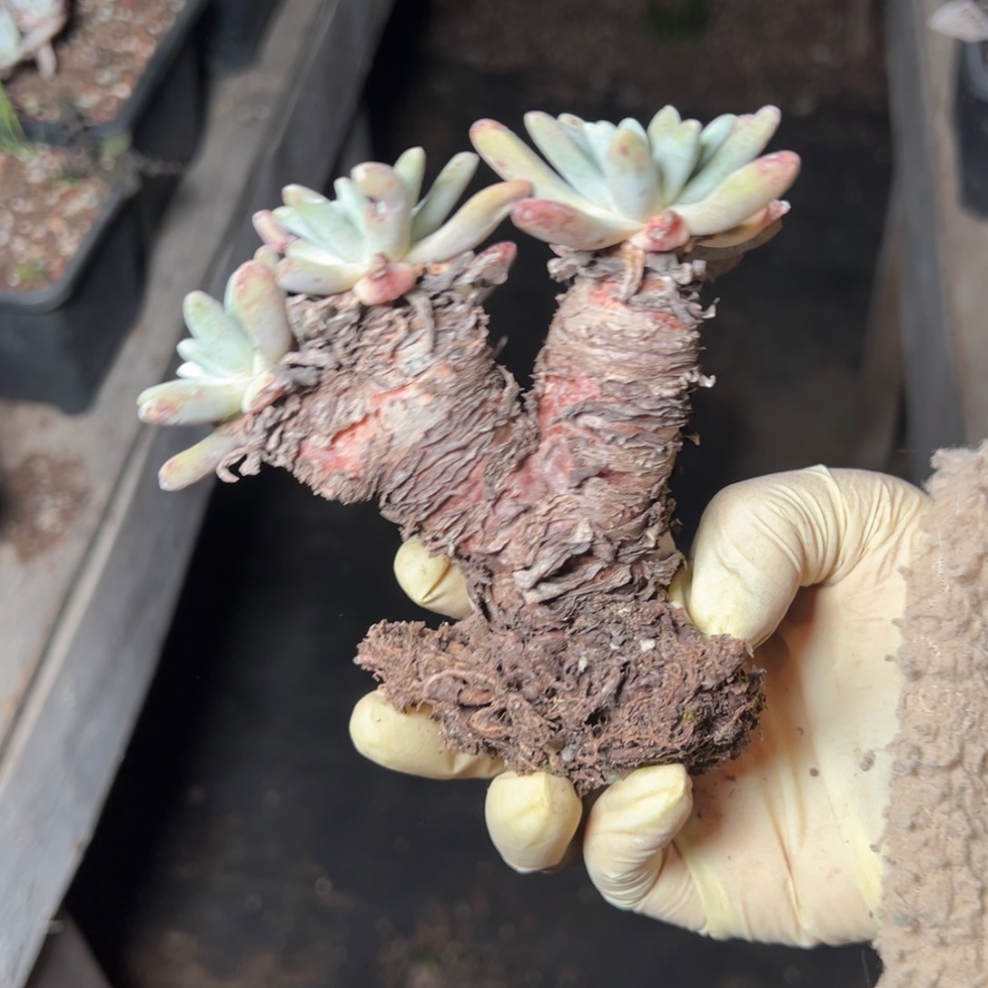 514法姆哈哈哈哈哈哈哈哈