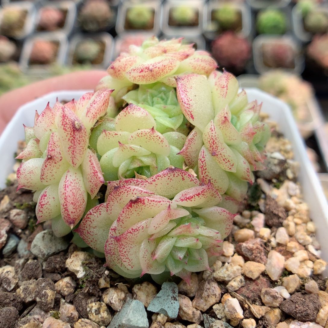 D2定繁编号麦杆B320