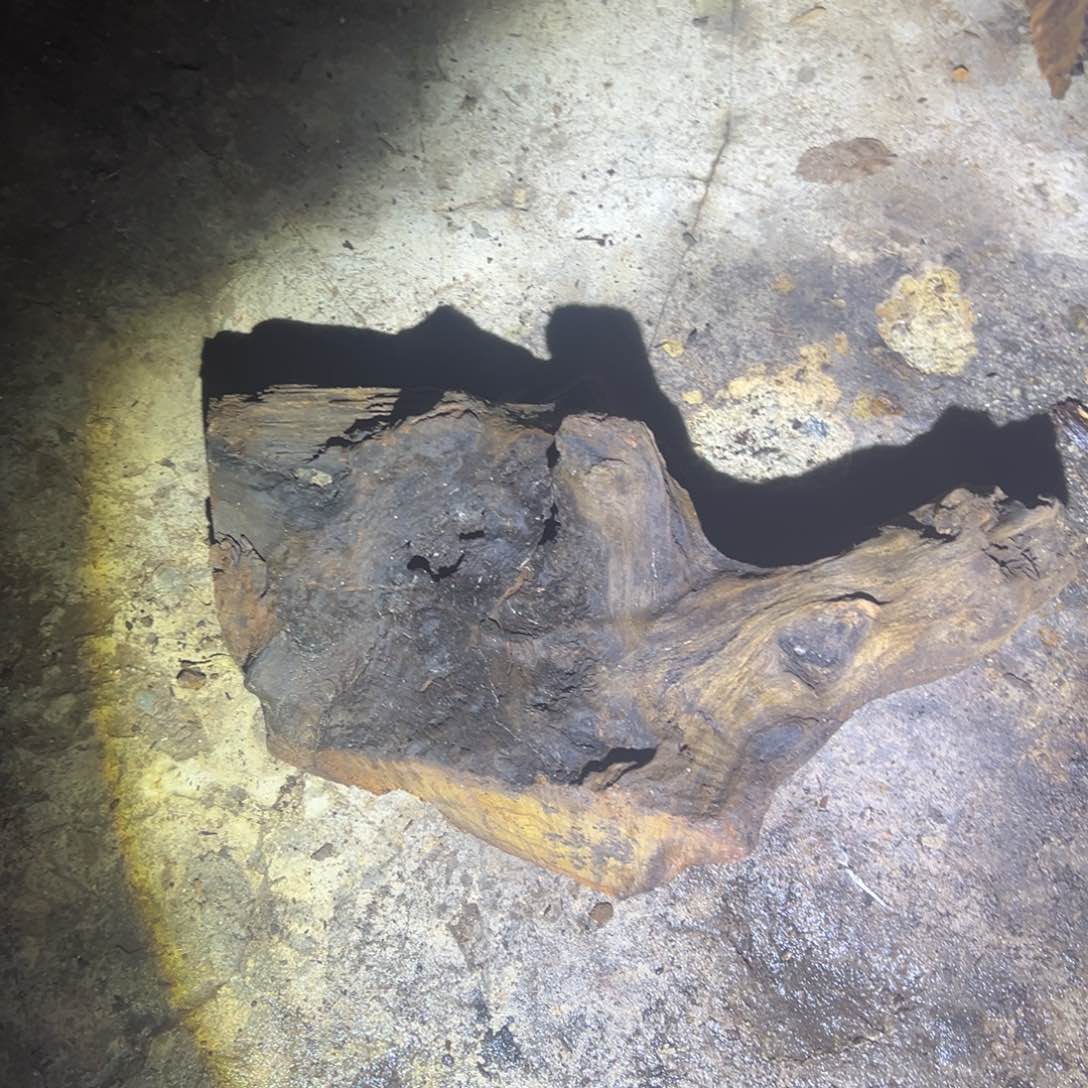 金丝楠高*222233322222