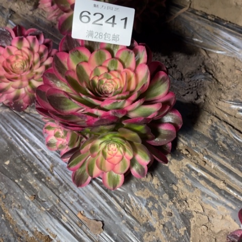 倾城多肉的6241多肉