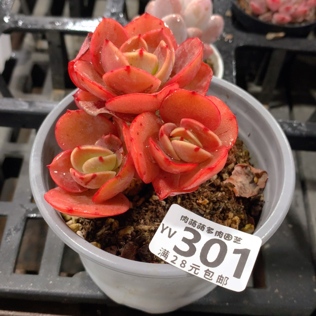 肉萌萌拇指盆精控多肉YV301