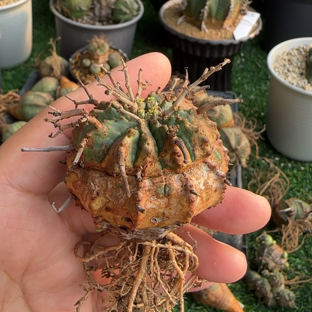 52法立达啊啊啊啊