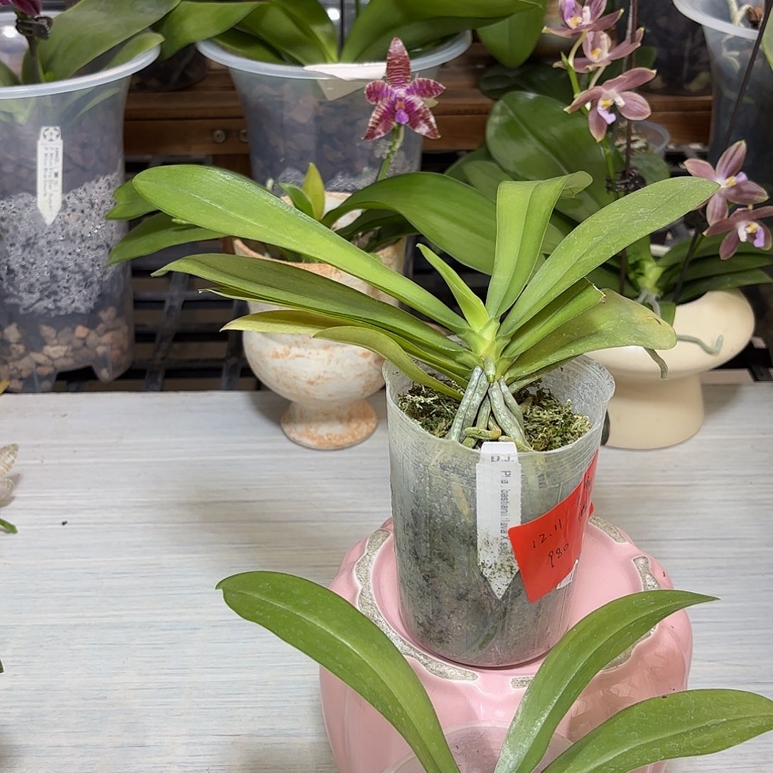 东***阳大部分开放少量花苞补差价巴斯丁尼