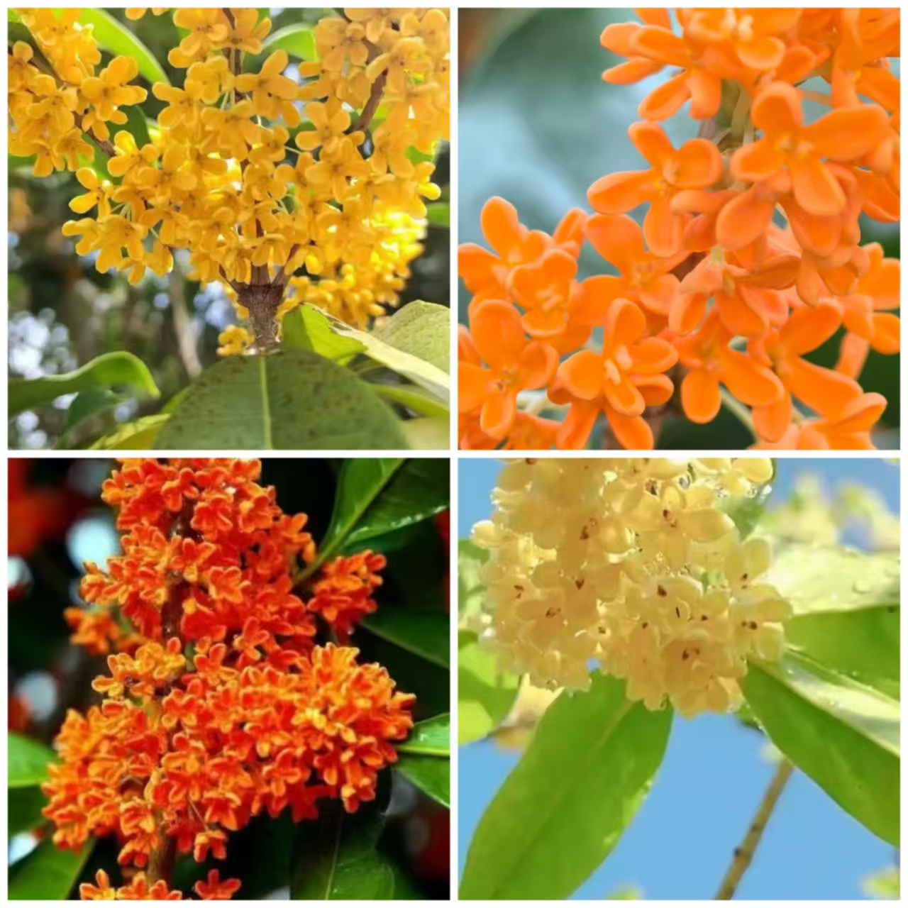 金桂丹桂四季桂精品桂花