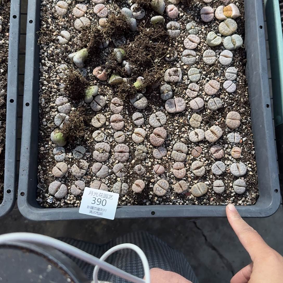 娟***娟我就觉得他挺会画漫画390不