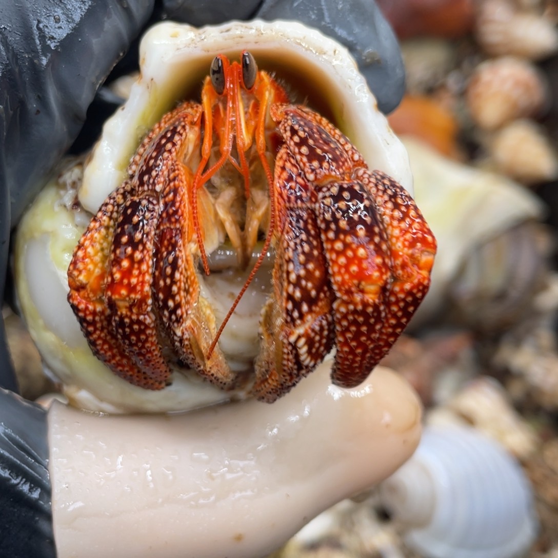 不退不换活体宠物87