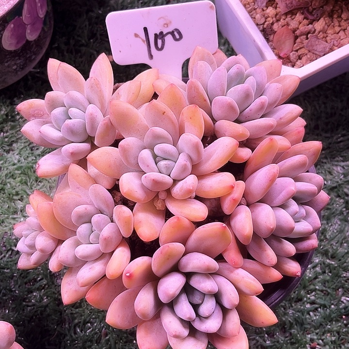 我是第一百个为玉童子应援哒