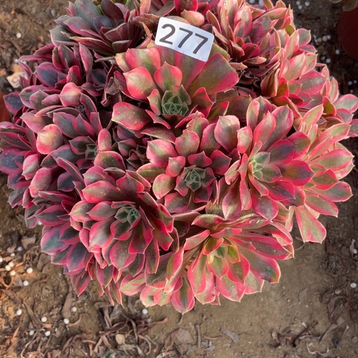 无花朵277女妖多肉植物