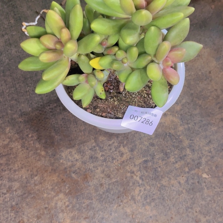 静****多肉一物一拍7286