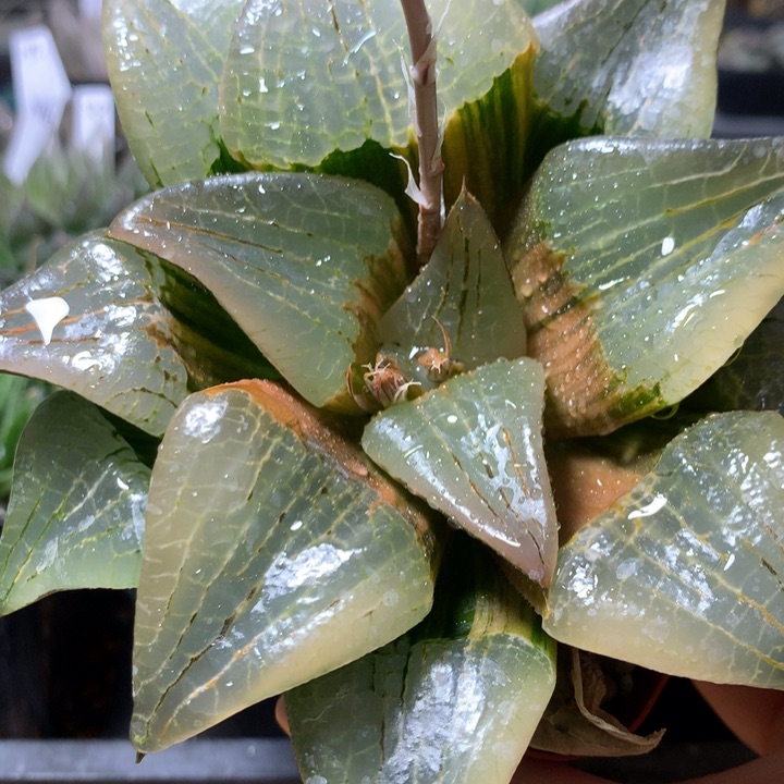 阿寒湖寿锦一物一拍