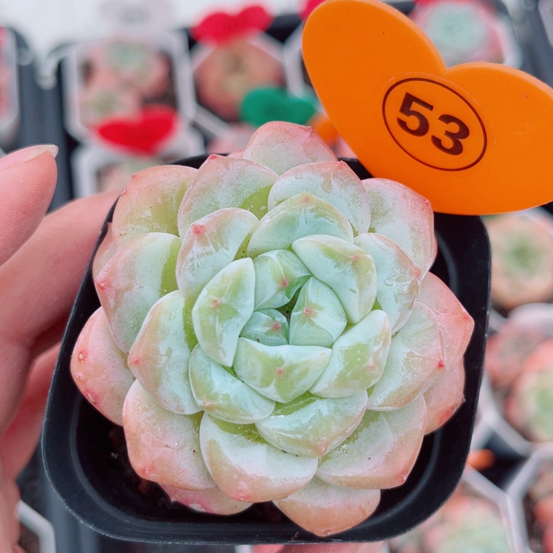 53号小老桩糖心单头