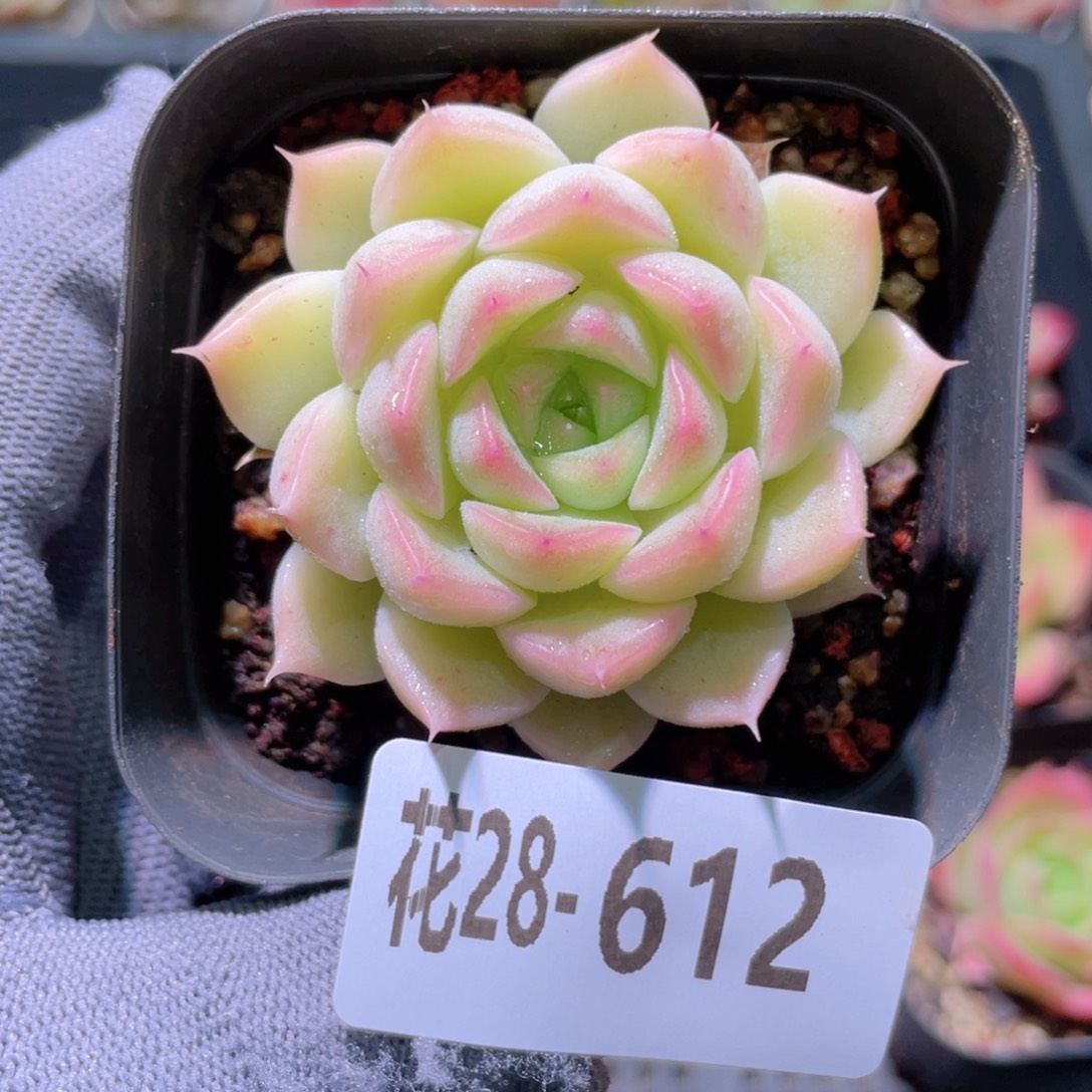 花利美28-612麦秆