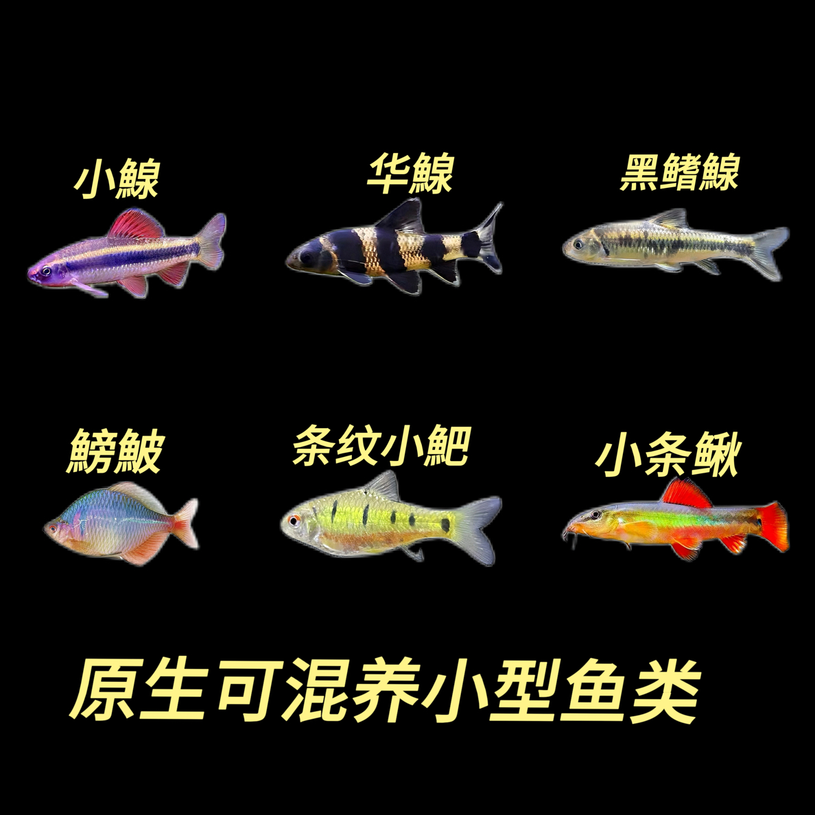 原生冷水鱼吸鳅清道夫小型观赏鱼可混养新手溪流缸联手好养活便宜