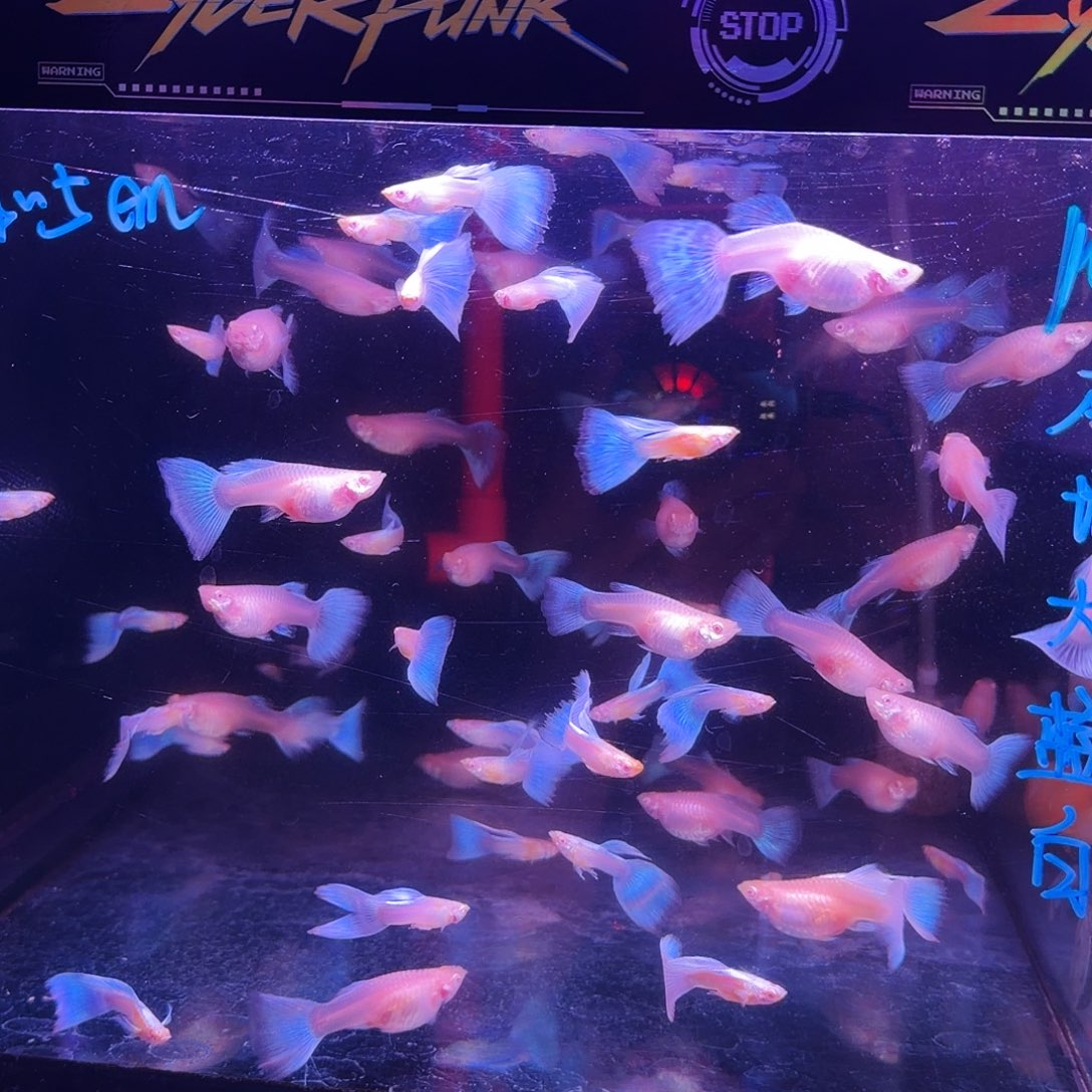 孔雀鱼大蓝白5对(3对送2对备损)