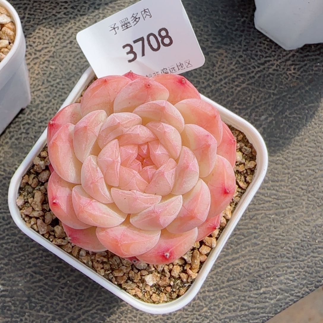 美心，3708多肉植物