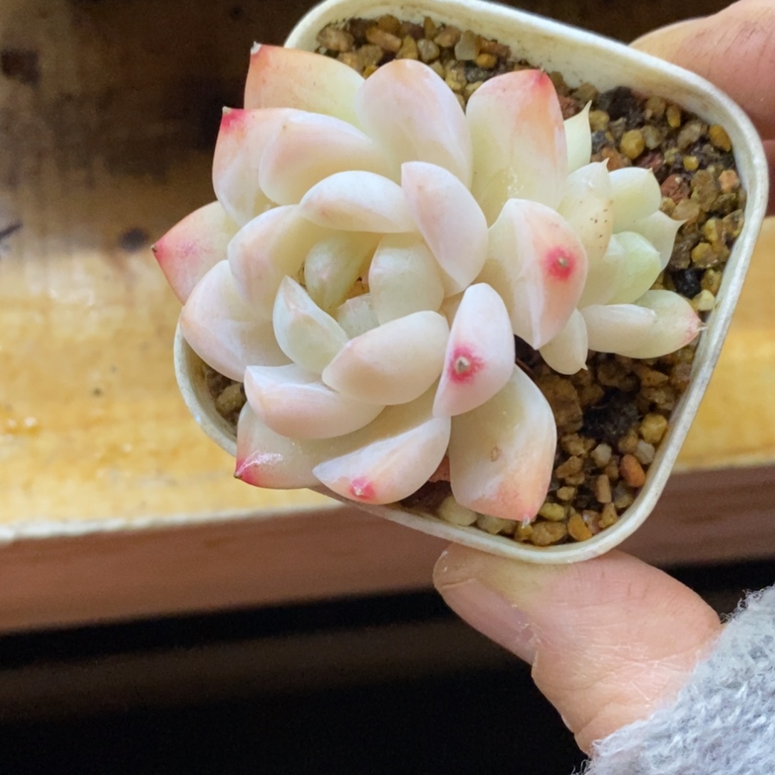 精品多肉一物一拍不包整373