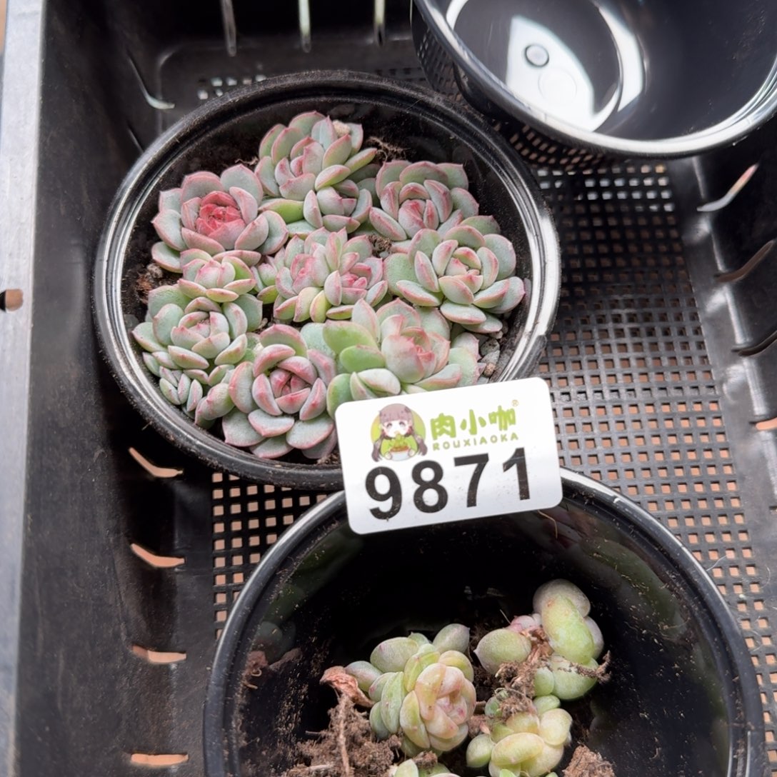 蜜***兔多肉植物多肉植物