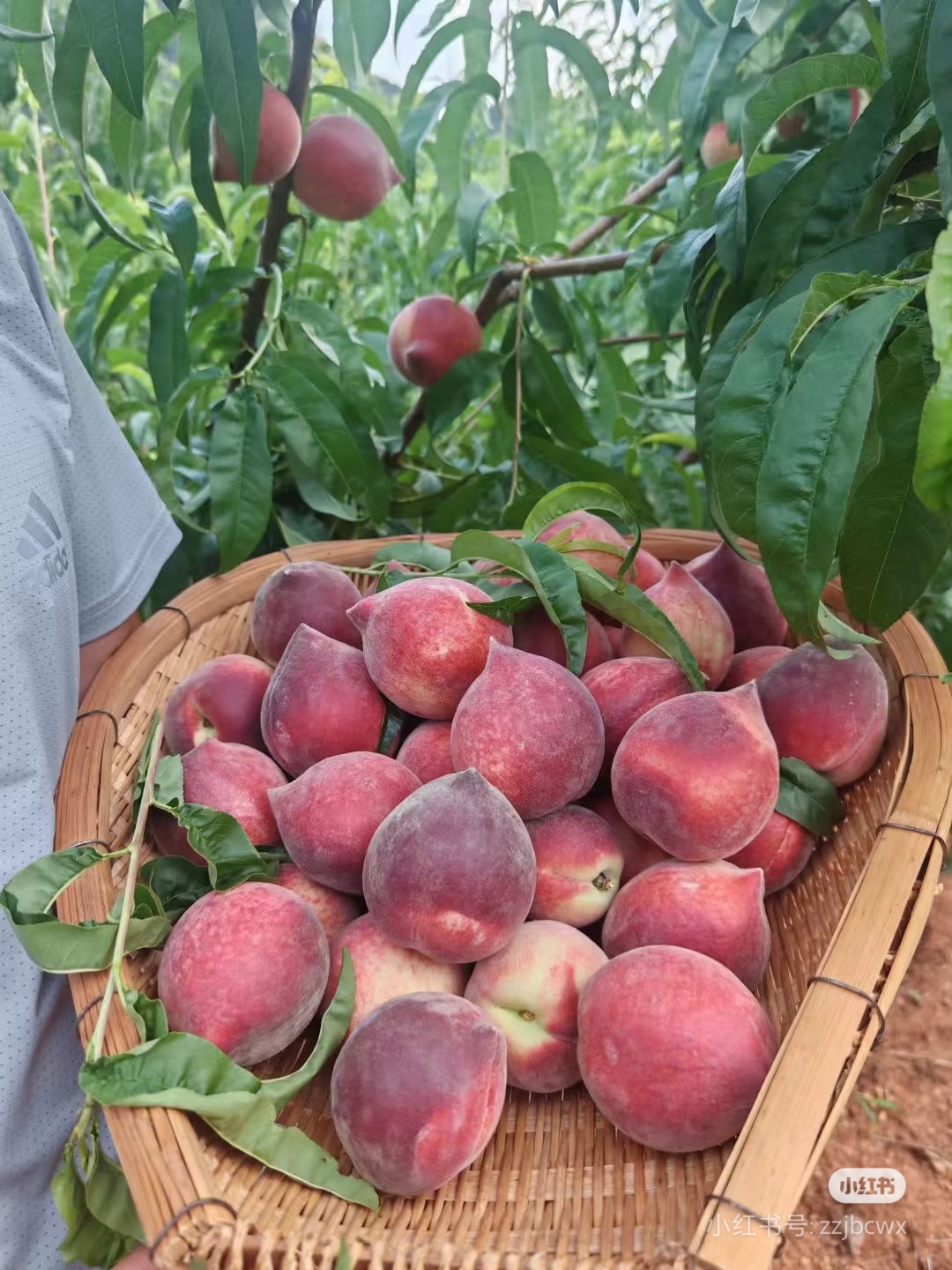 黑美人 红宝石老品种桃子脆甜桃味浓郁