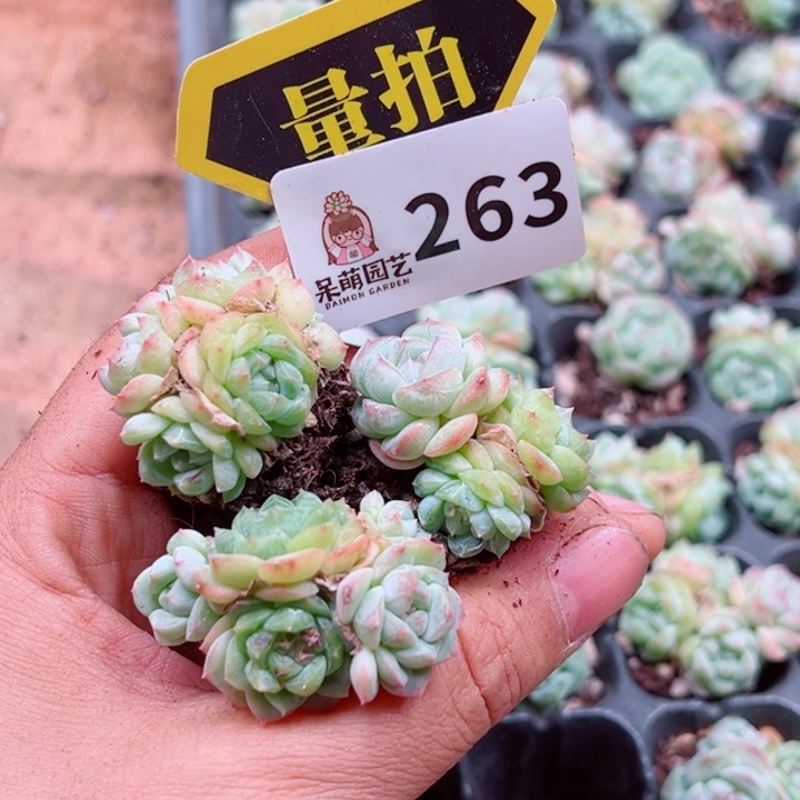 多肉植物多肉植物