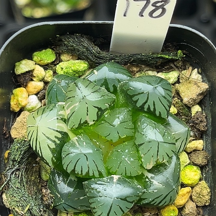 178OM玉露锦头家多肉十二卷