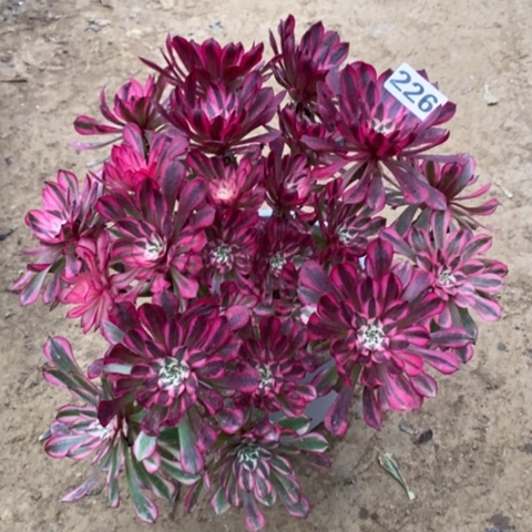 226红铜白123456778