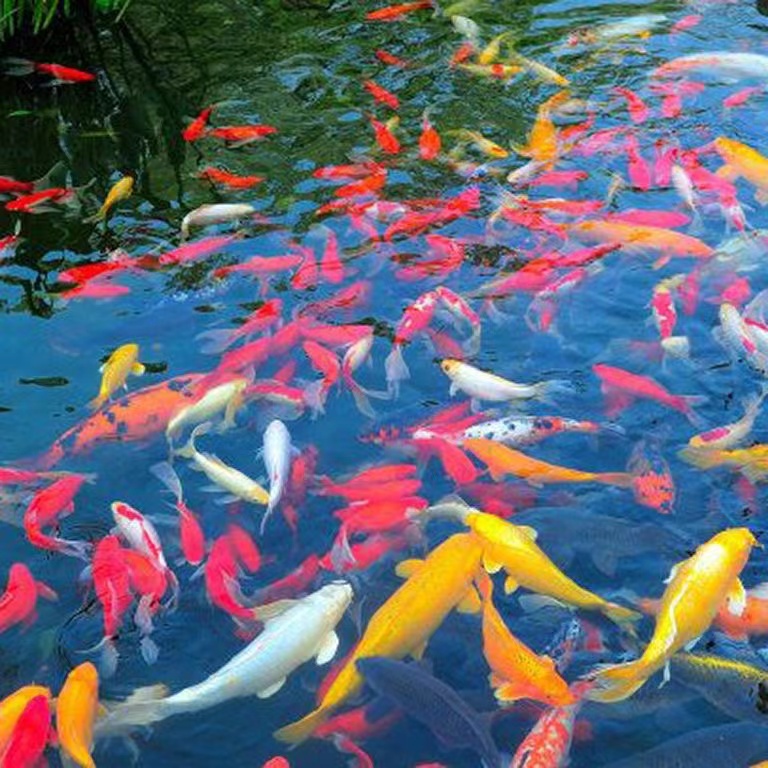 精品血统锦鲤10-20厘米混搭好养耐活11条锦鲤冷水鱼好养渔场直发