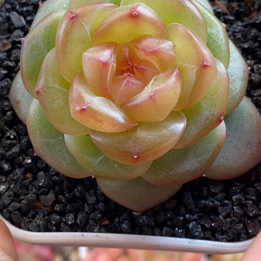 天官赐福百无禁忌