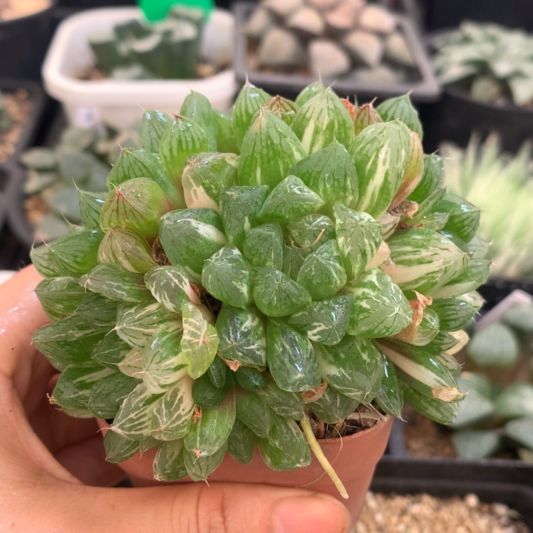 群生苏州玉露锦，带盆一起