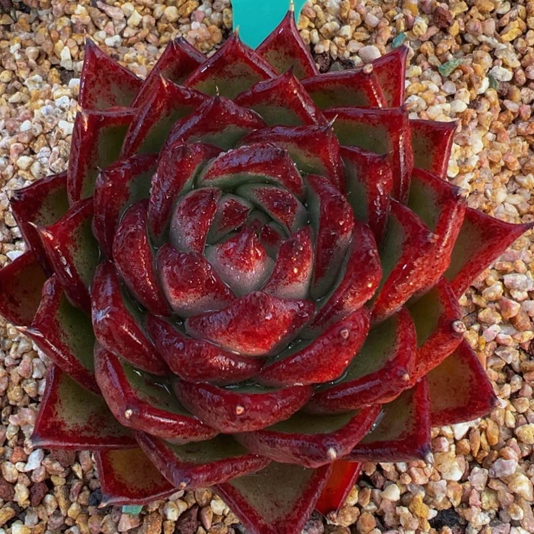 从前慢多肉精选编号0305.130