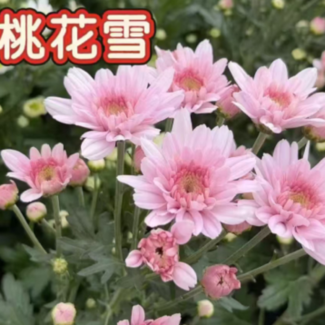 小菊基地现采现发